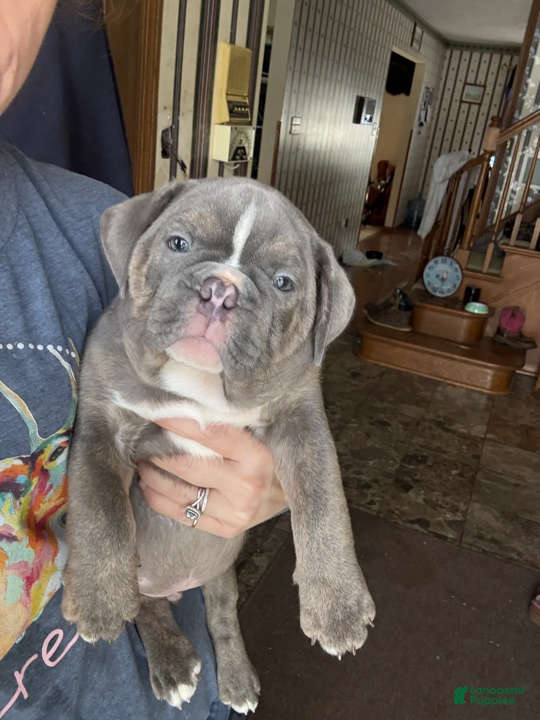 Mixed Breed dogs for sale: Mayor - Ad 7