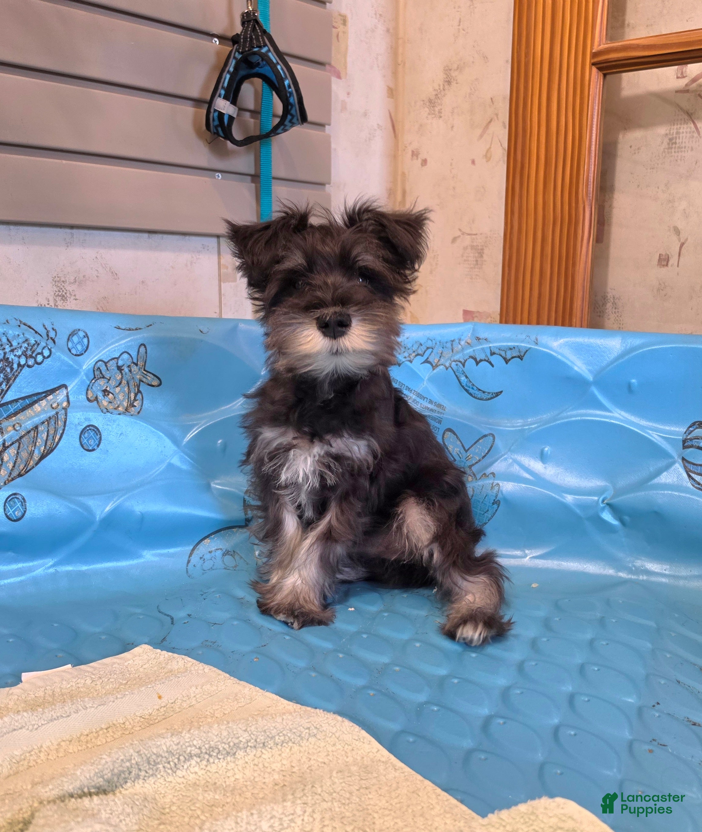 Miniature Schnauzer dogs Sam - Ad 2