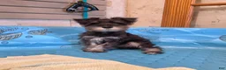 Miniature Schnauzer dogs for sale: Sam - Ad 2