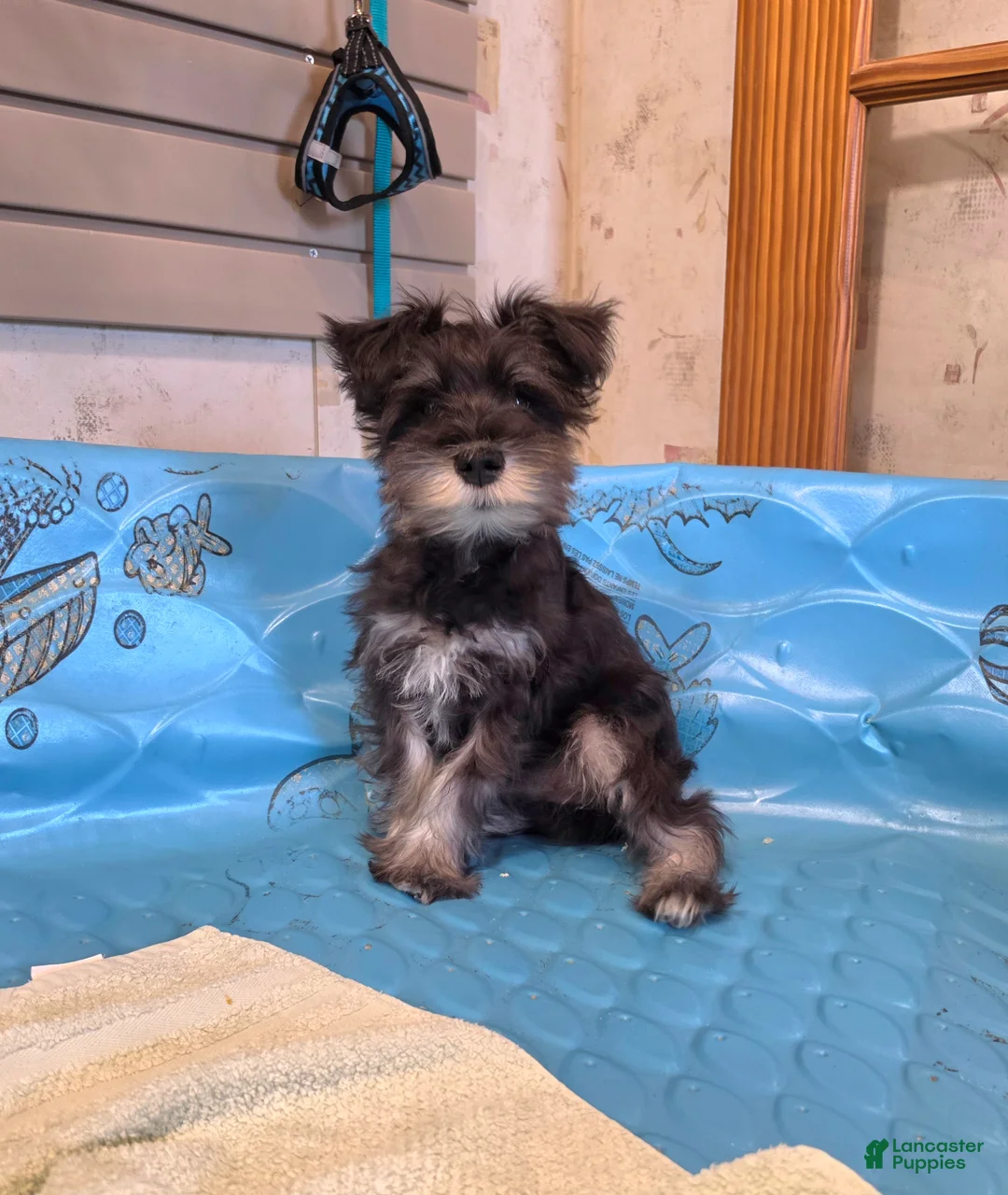 Miniature Schnauzer dogs for sale: Sam - Ad 2