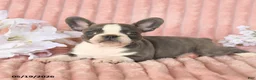 Frenchton dogs for sale: Sammy - Ad 4