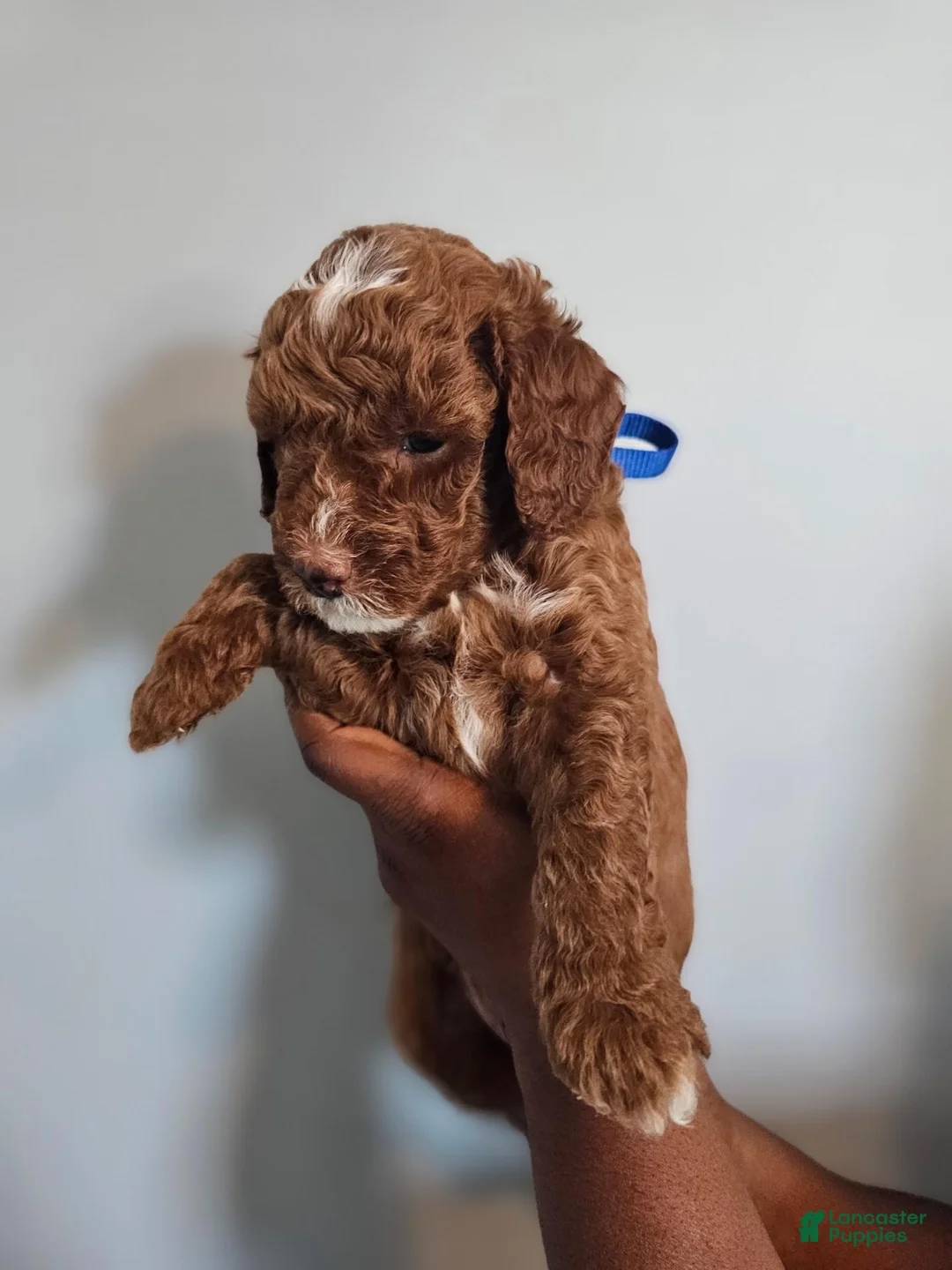 Miniature Poodle dogs for sale: Milo - Ad 1