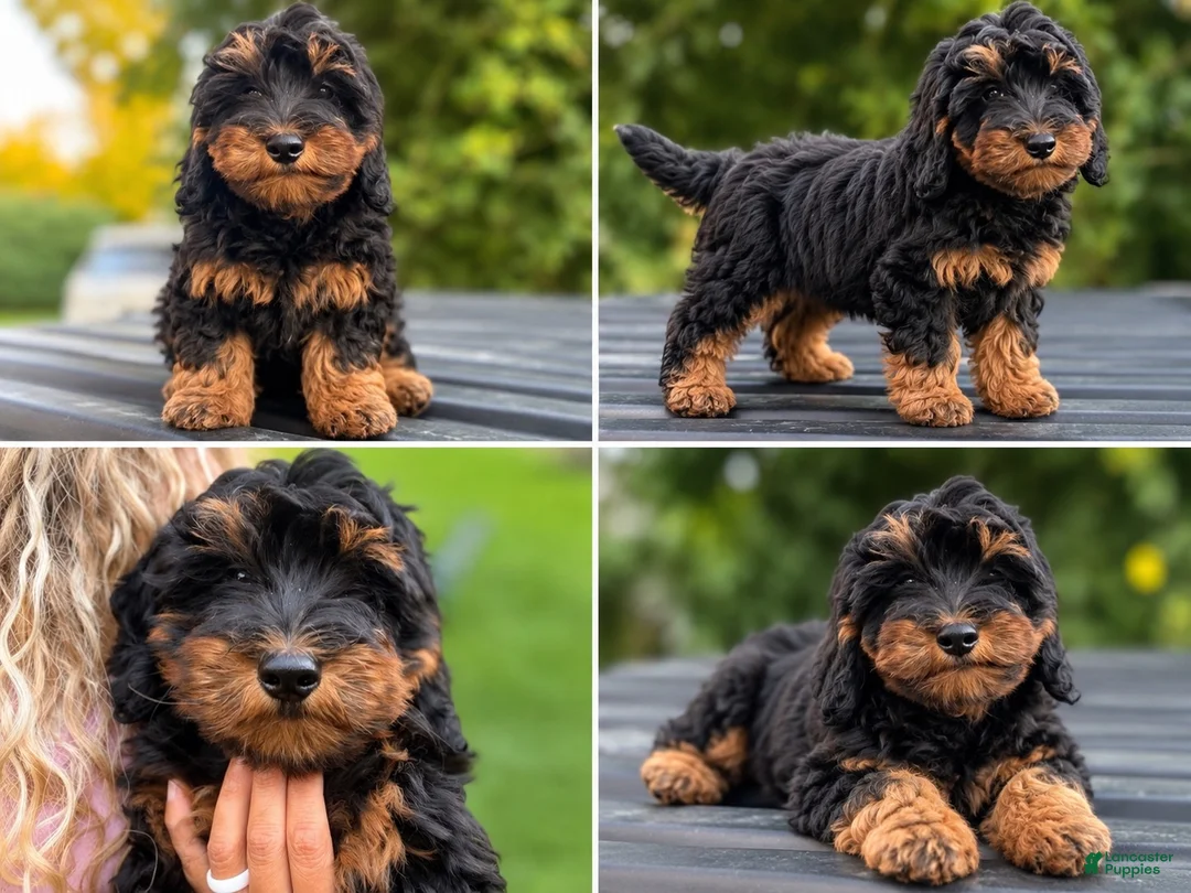 Mini Goldendoodle dogs for sale: Cooca - Ad 1