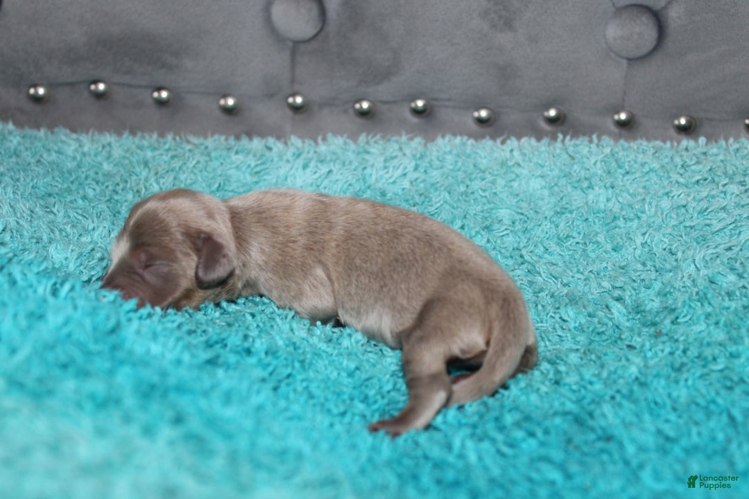 Miniature Dachshund dogs for sale: Piper Mini - Ad 5