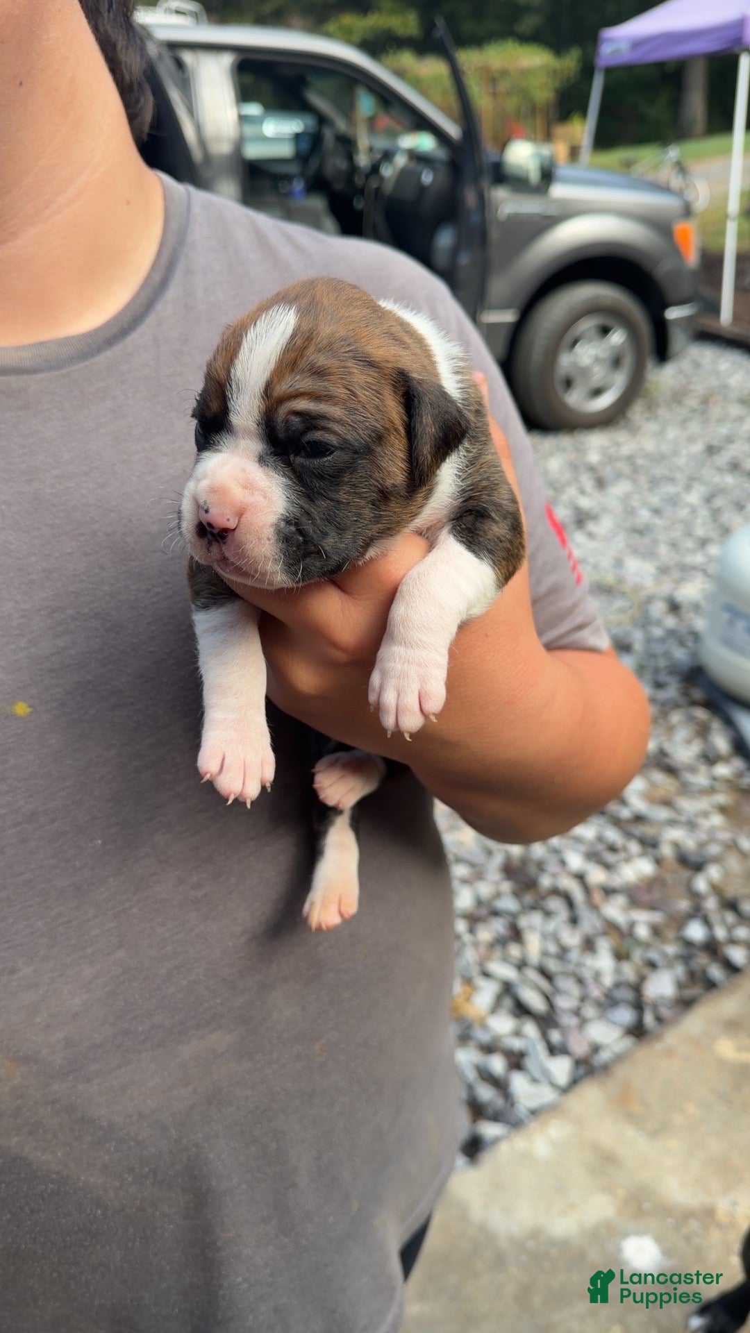 Boxer dogs Boxer 2 - Ad 1