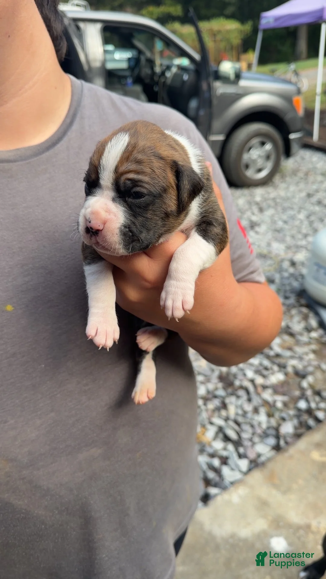 Boxer dogs for sale: Boxer 2 - Ad 1