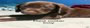 Labrador Retriever 1