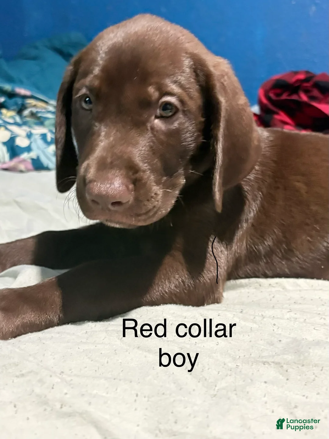 Labrador Retriever dogs for sale: Labrador Retriever 1 - Ad 1