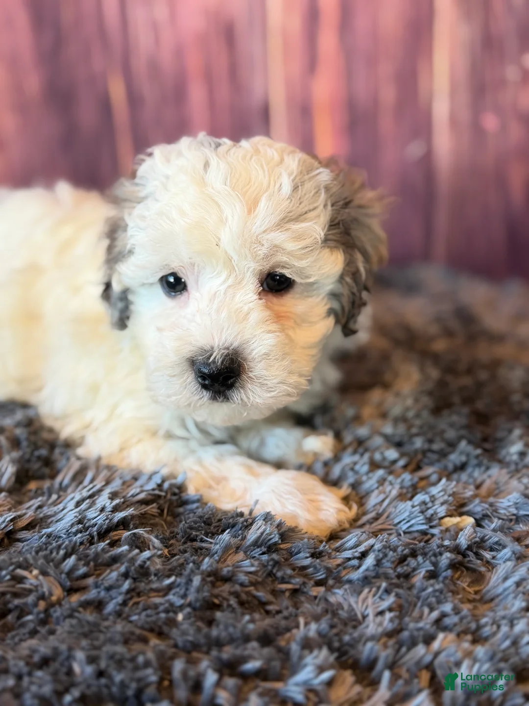 Maltipoo dogs for sale: Sawyer - Ad 2