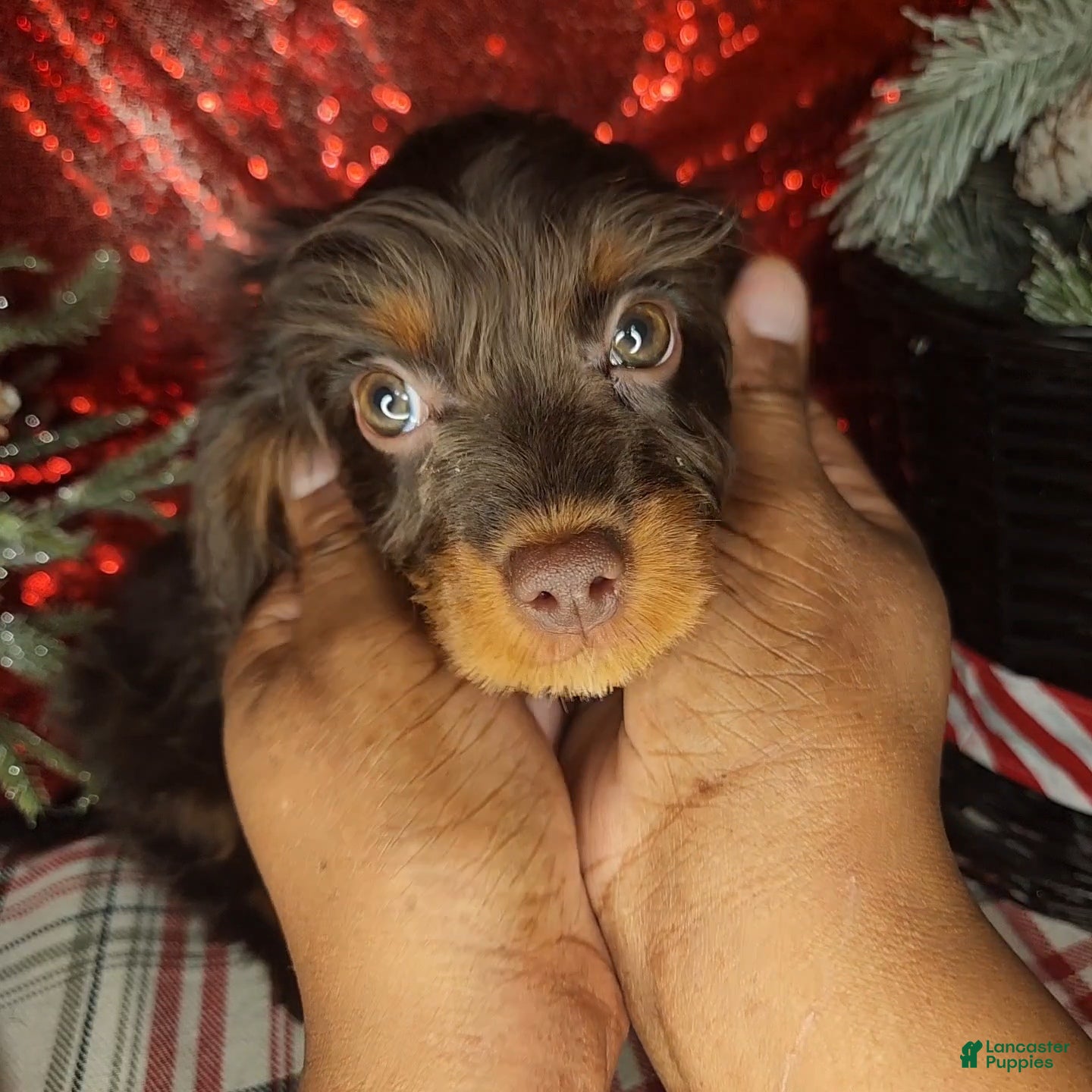 Cavapoo dogs Cavapoo Puppy 1 - Ad 40