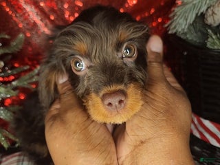 Cavapoo dogs Cavapoo Puppy 1 - Ad 25