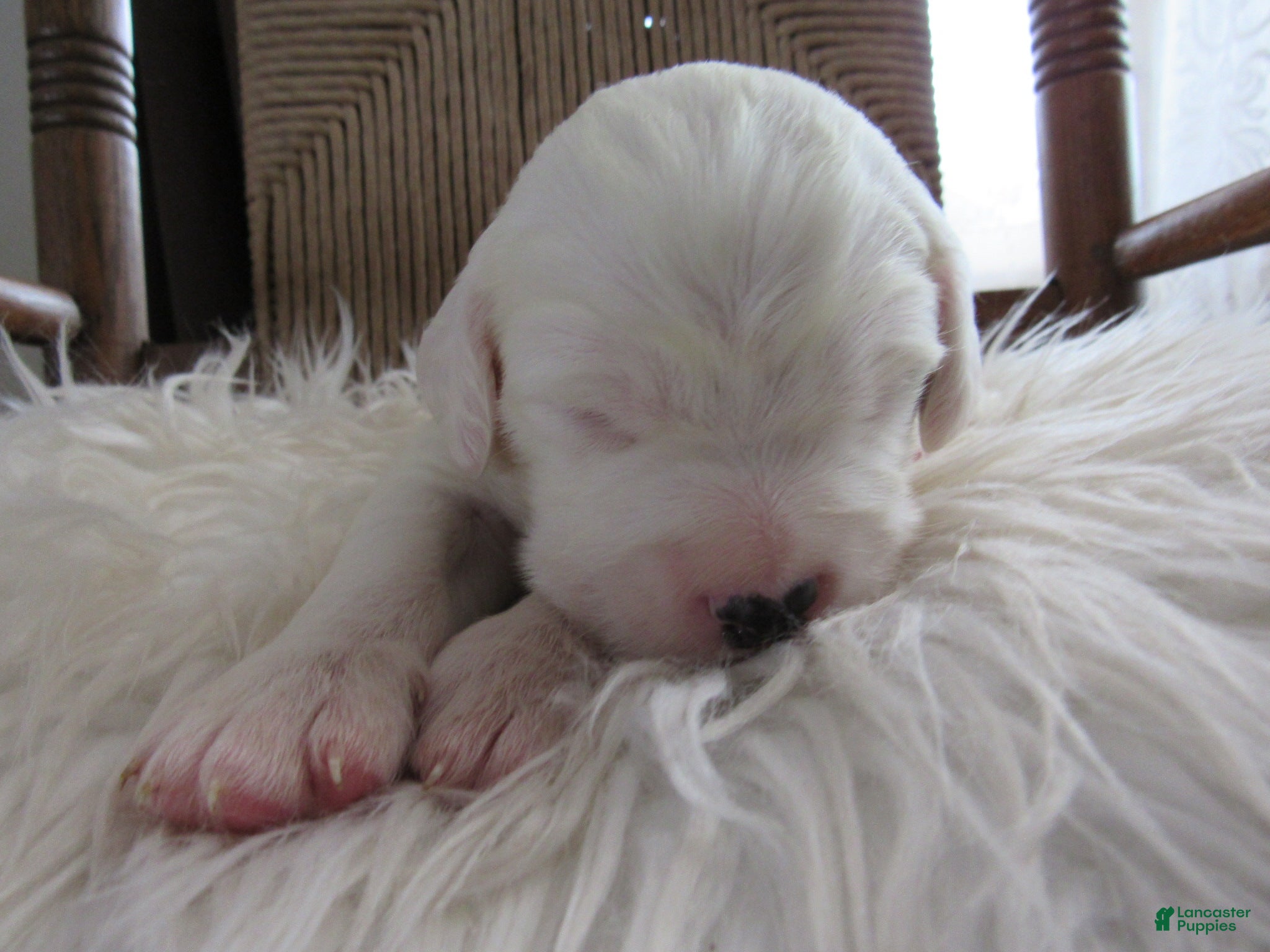 English Setter dogs Marlin - Ad 2