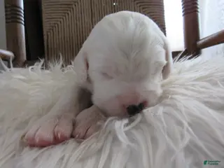 English Setter dogs Marlin - Ad 2