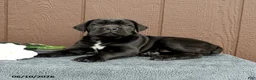 Cane Corso dogs for sale: Cormac - Ad 3