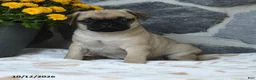 Pug dogs for sale: Peanut  - Ad 4