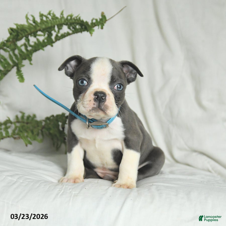Boston Terrier dogs Chase - Ad 1