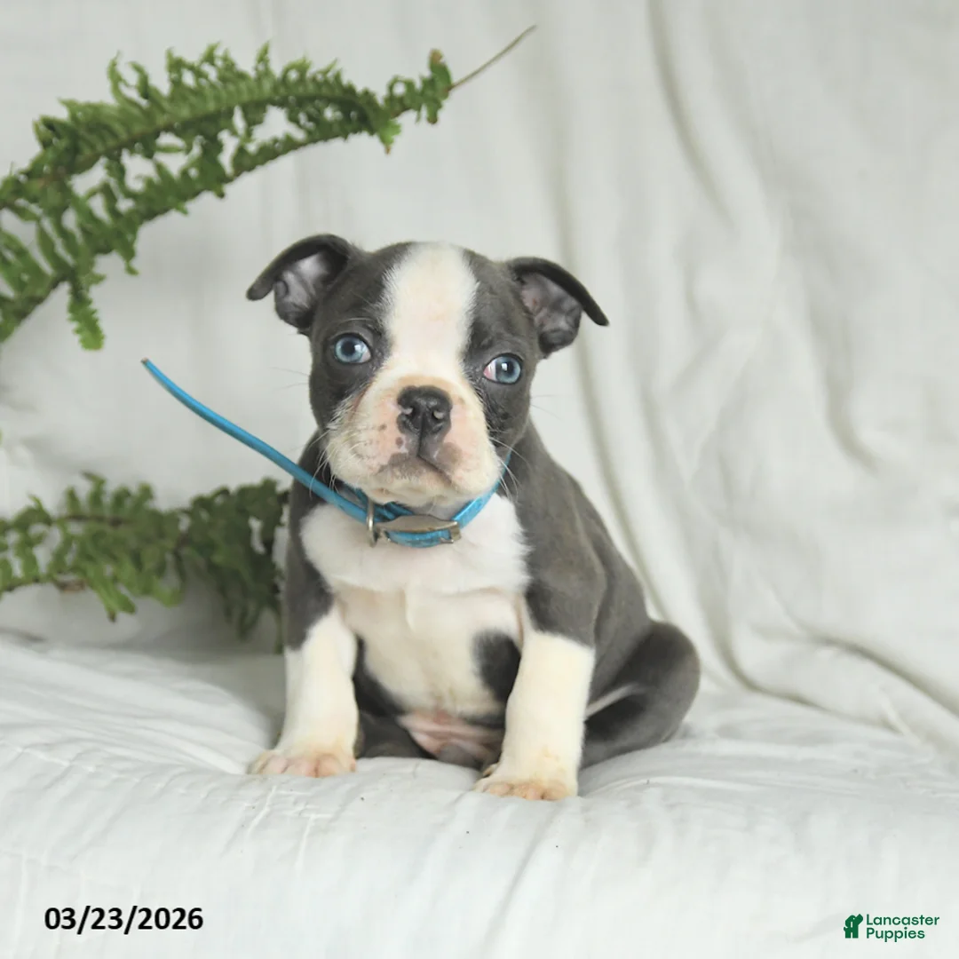 Boston Terrier dogs for sale: Chase - Ad 1