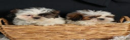 Shih Tzu dogs for sale: RANDY - Ad 2