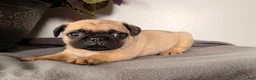 Pug dogs for sale: Popcorn - Ad 3
