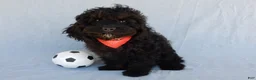 Cockapoo dogs for sale: Smokey - Ad 4