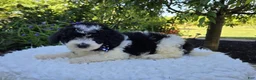 Mini Sheepadoodle dogs for sale: Tucker - Ad 3