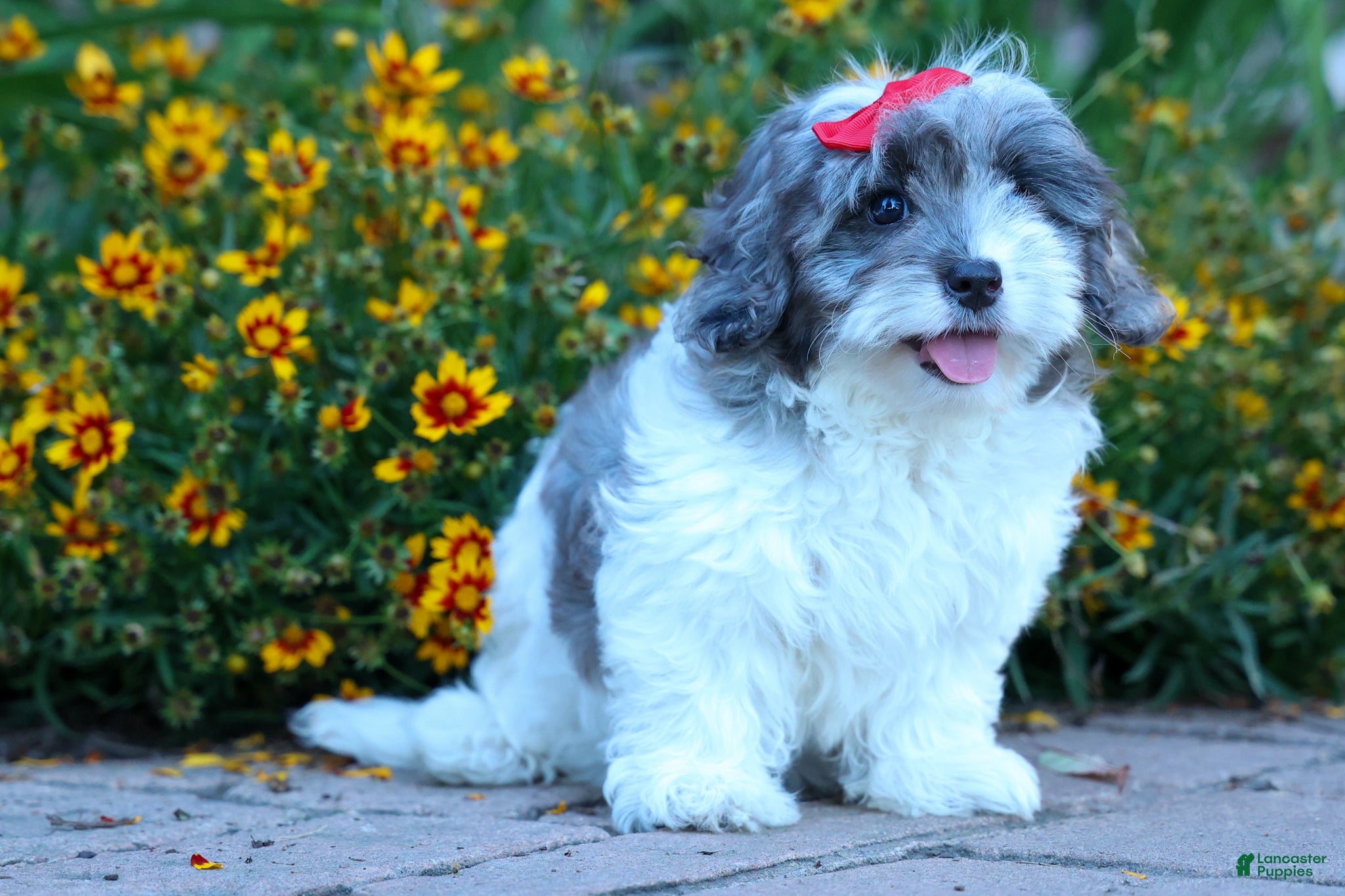 Cavapoo dogs Rain🌸🐾 - Ad 2