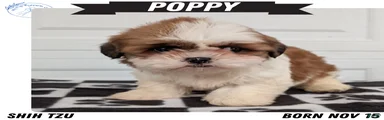 Poppy