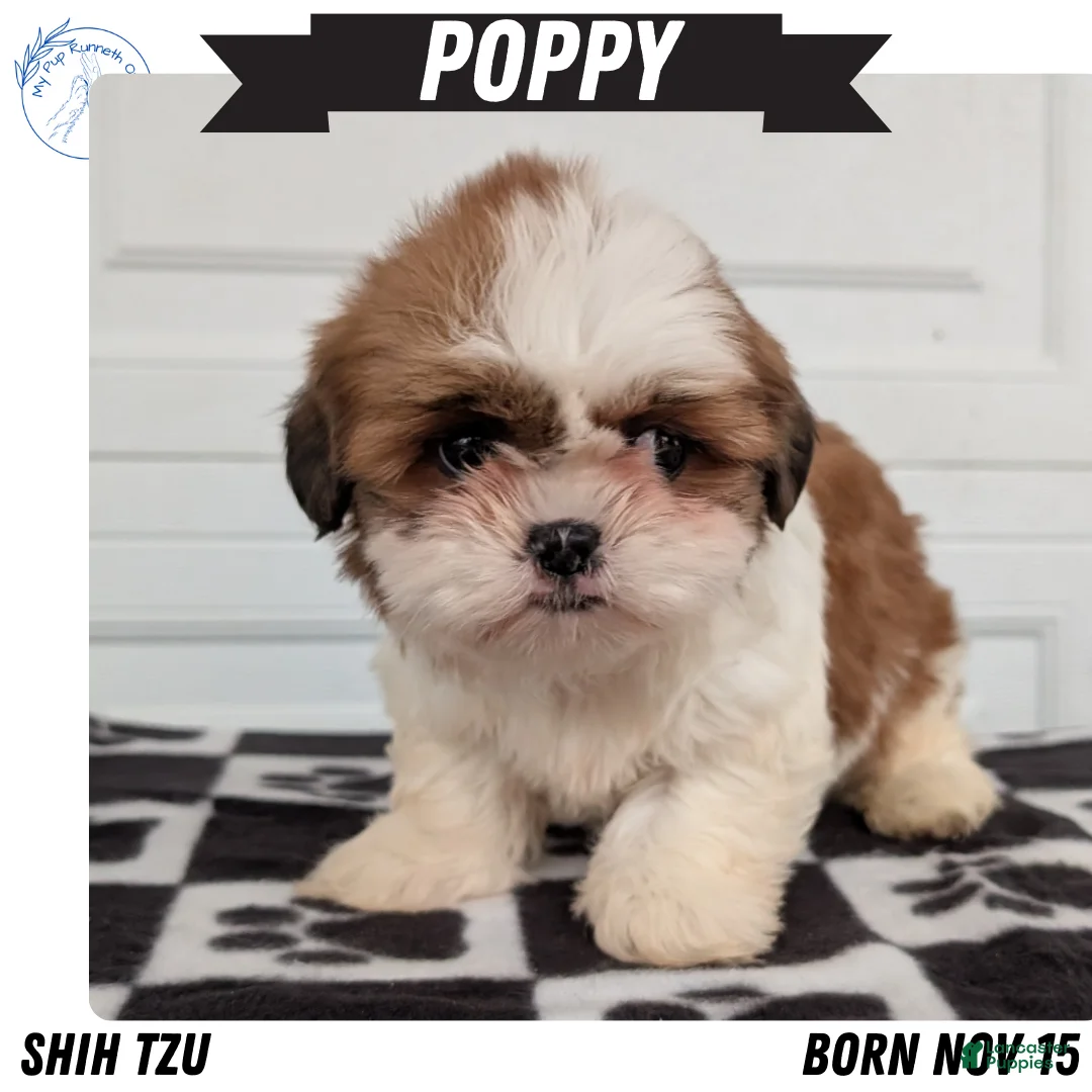Shih Tzu dogs for sale: Poppy - Ad 1