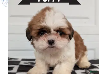 Shih Tzu dogs Poppy - Ad 7