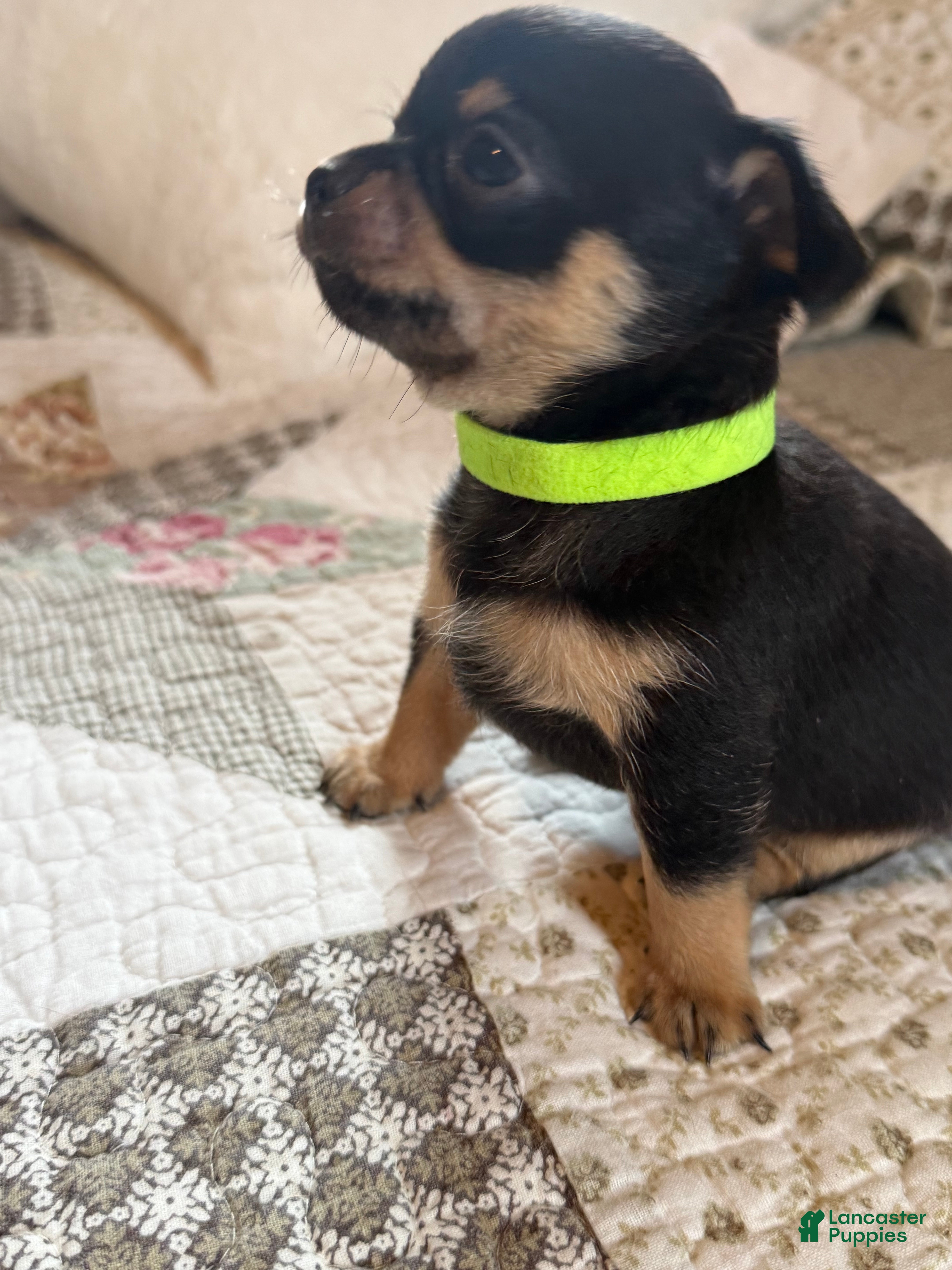 Chihuahua dogs Chihuahua 4 - Ad 2