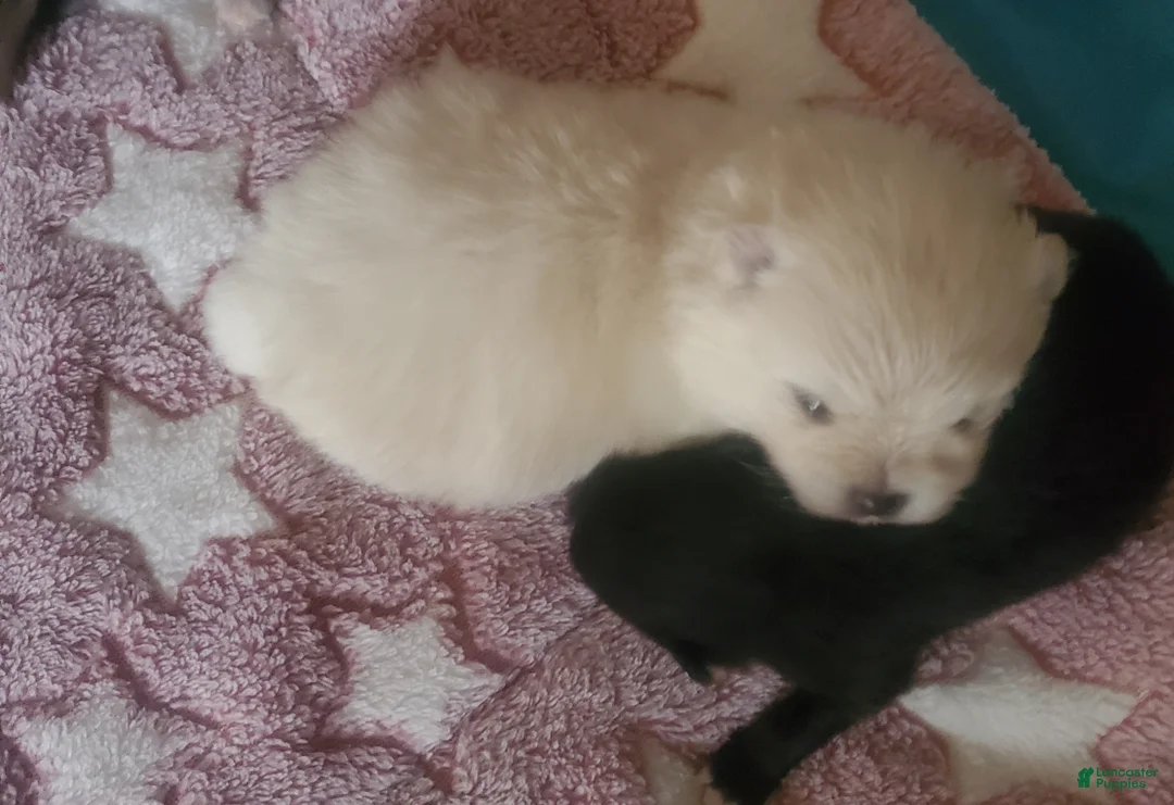 Pomeranian dogs for sale: Pomeranian Puppy 2 - Ad 3