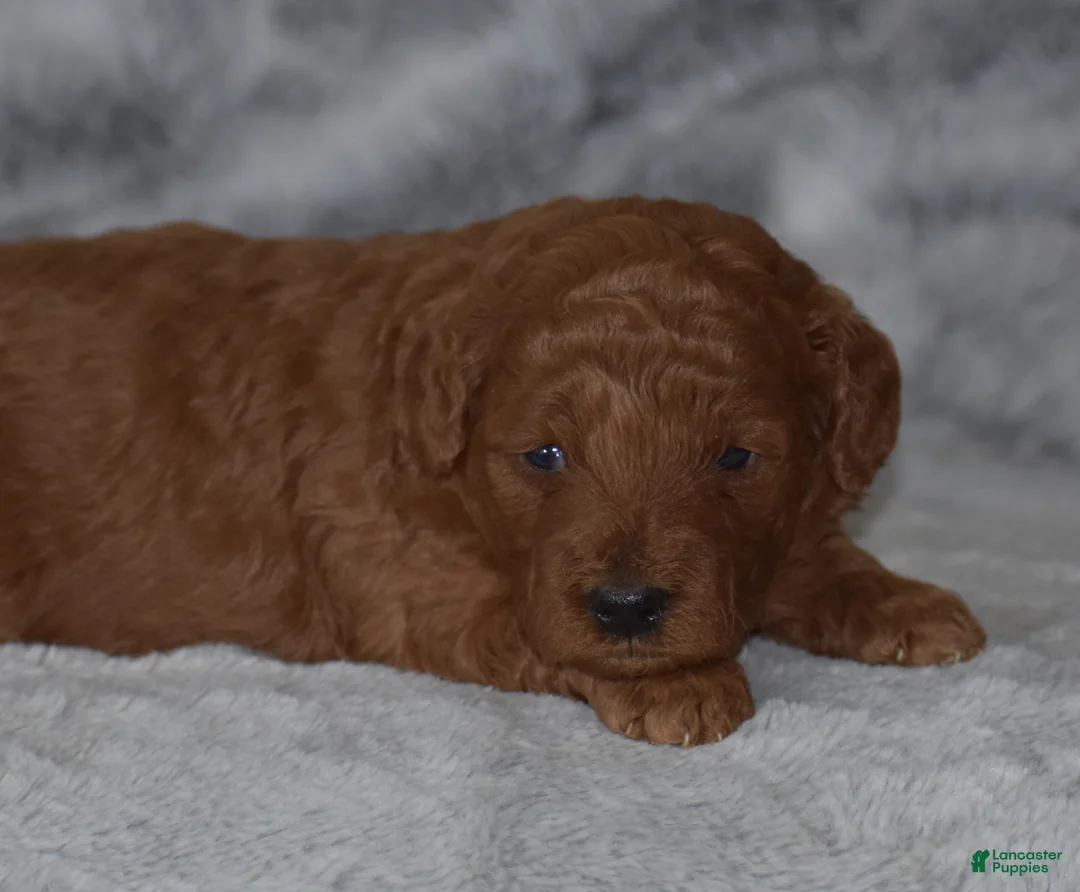 Miniature Poodle dogs for sale: Ruby - Ad 1
