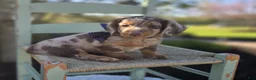 Miniature Dachshund dogs for sale: Bobby - Ad 4