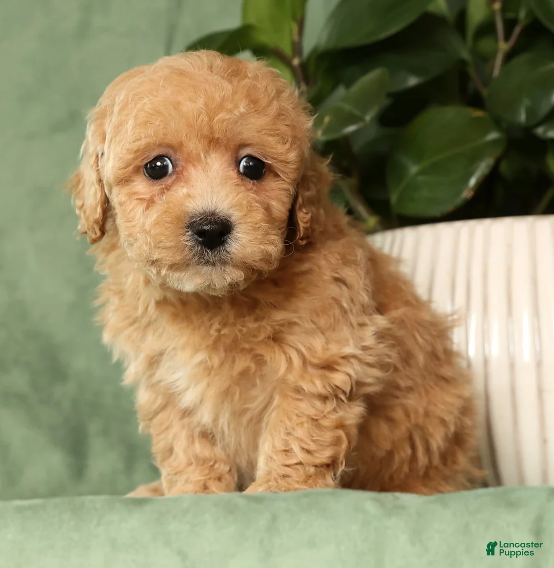 Bichpoo dogs for sale: Harper - Ad 3