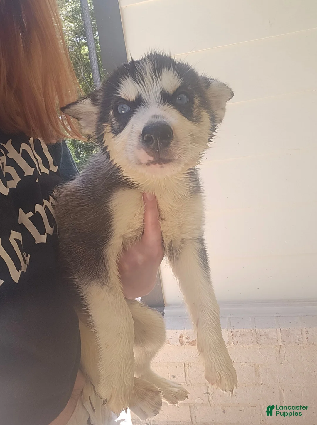 Siberian Husky Puppy 2 Siberian Husky for sale in Byhalia