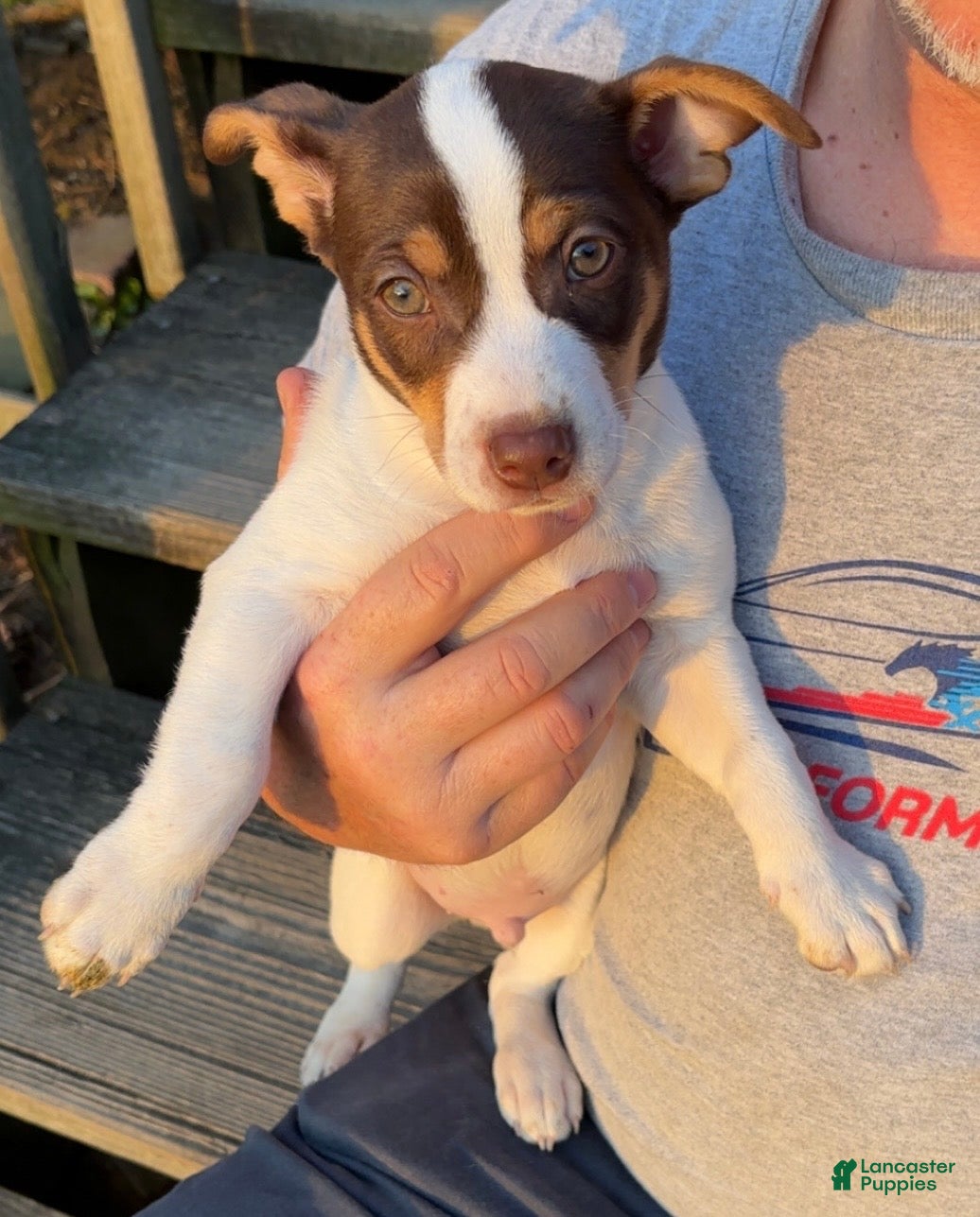 Rat Terrier dogs Rat Terrier Puppy 1 - Ad 8