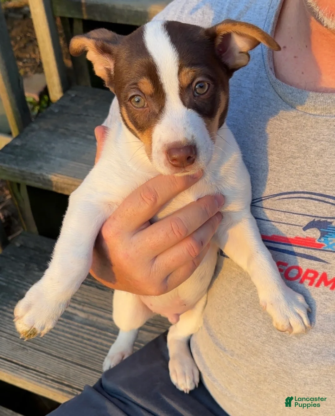 Rat Terrier dogs for sale: Rat Terrier Puppy 1 - Ad 1