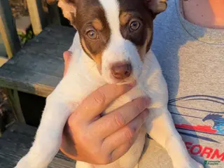 Rat Terrier dogs Rat Terrier Puppy 1 - Ad 8