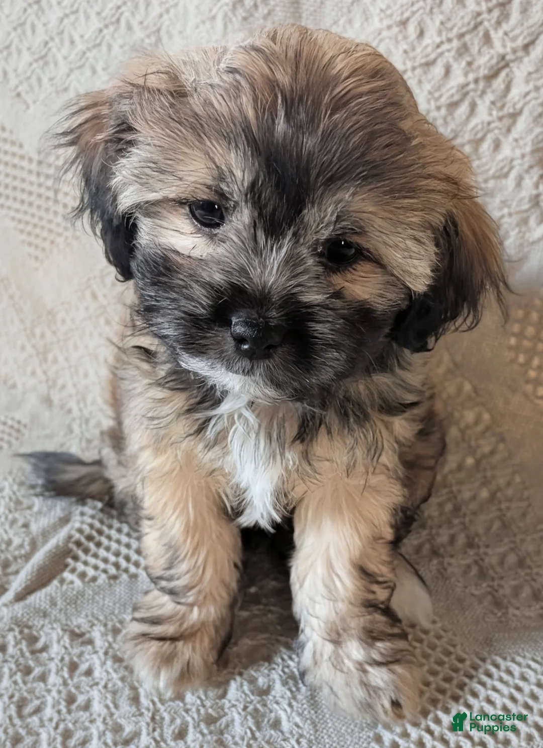 Mixed Breed dogs for sale: Willow - Ad 1