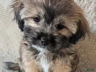 Mixed Breed dogs for sale: Willow - Ad 4