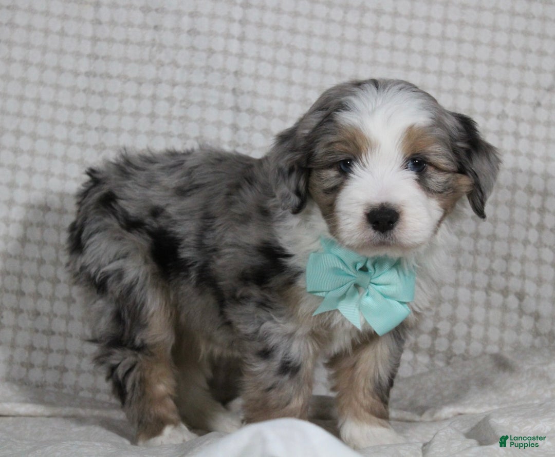 Mini Aussiedoodle dogs for sale: Kojack  - Ad 8