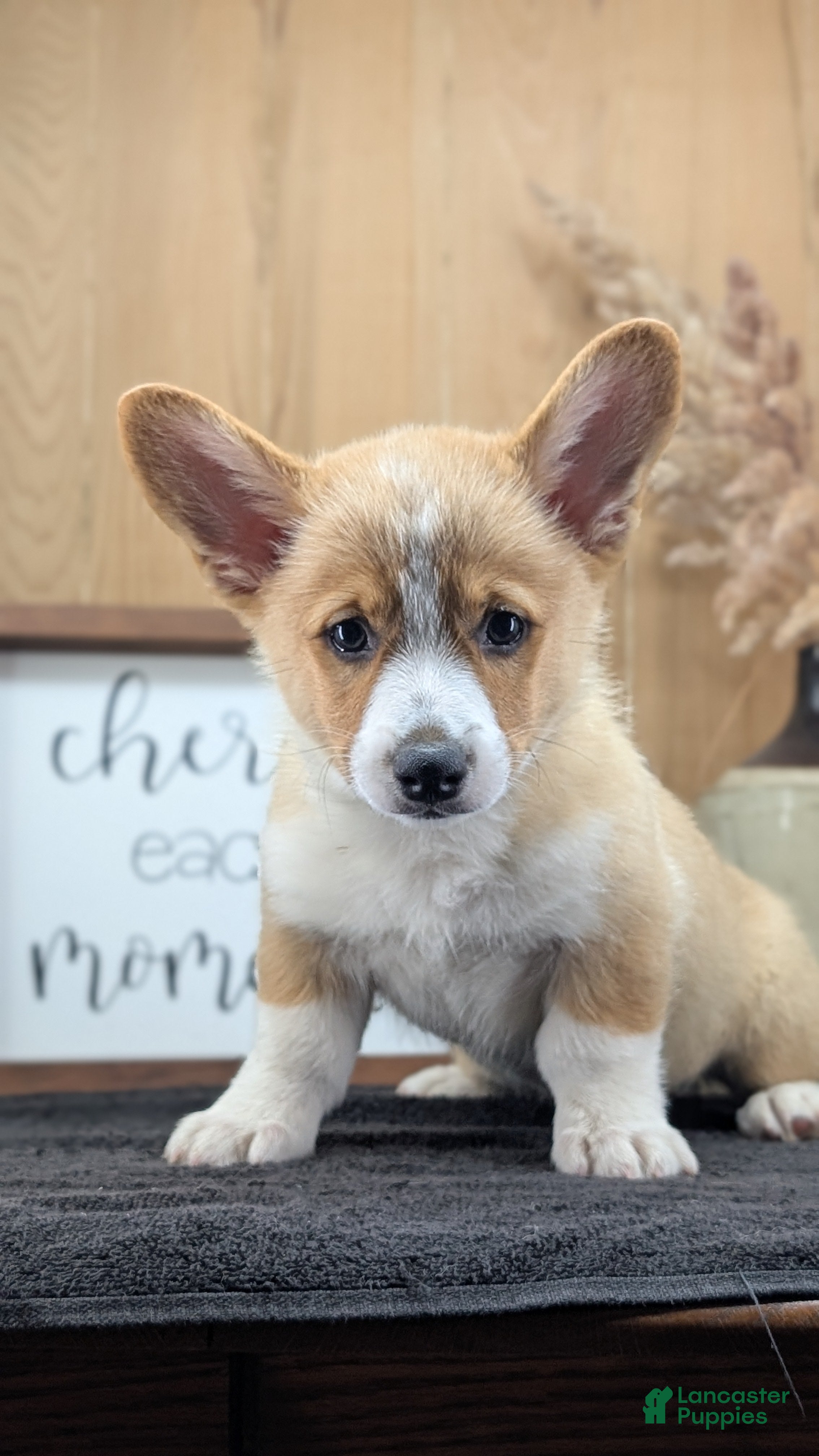 Welsh Corgi Pembroke dogs Nemo - Ad 2