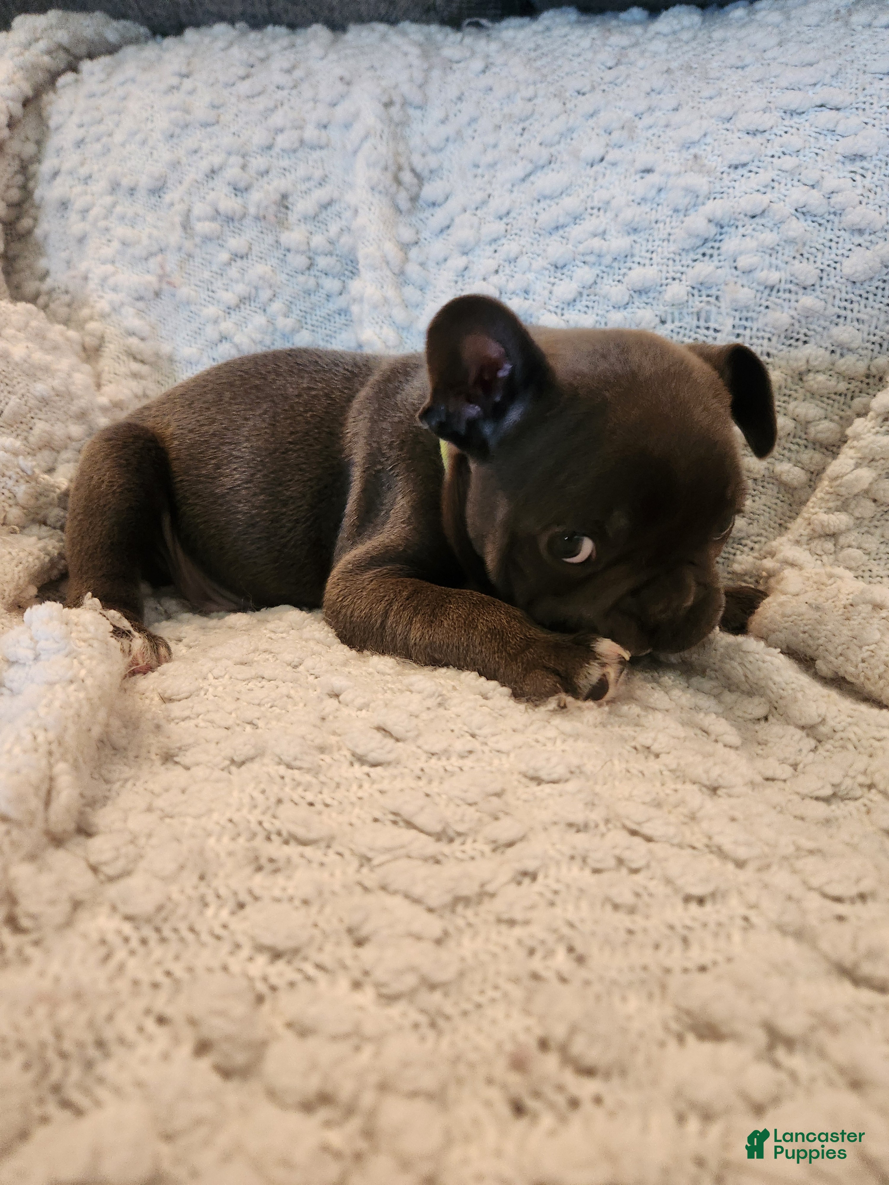 Frenchton dogs Ted - Ad 42