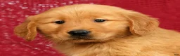 Golden Retriever dogs for sale: Rhyss - Ad 9