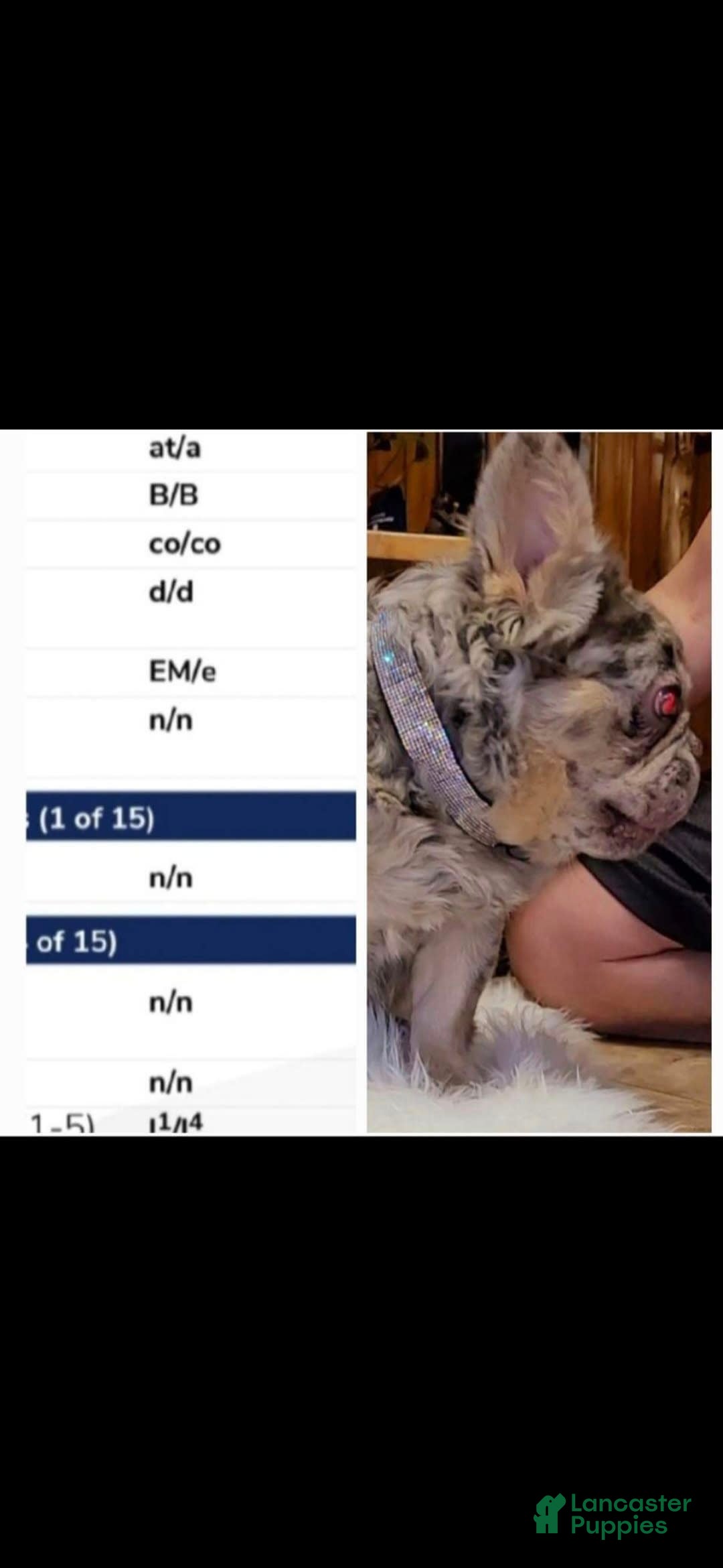 French Bulldog dogs for stud: Squirt - Ad 2