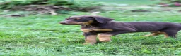 Doberman Pinscher dogs for sale: ROSCOE - Ad 11