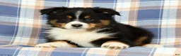 Australian Shepherd dogs for sale: Molly - Ad 2