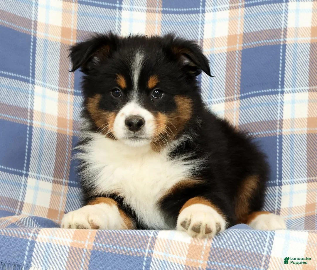 Australian Shepherd dogs for sale: Molly - Ad 2