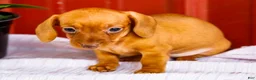 Miniature Dachshund dogs for sale: Brenda - Ad 5