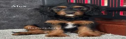 Cavapoo dogs for sale: Alex - Ad 1